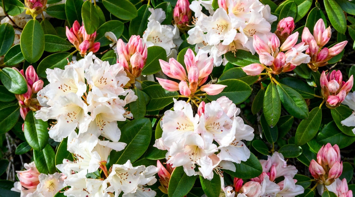 Close-up of a flowering rhododendron “Nestucca” bush in a garden. The bush is large, lush, has leathery, dark green, dense, lanceolate leaves and large clusters of dark pink flower buds and full-blown white bell-shaped flowers.