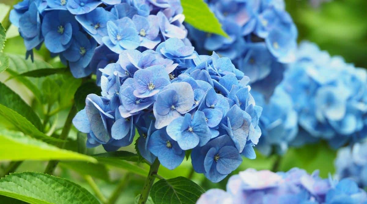 How to Grow and Care for Hydrangea 'Nikko Blue'