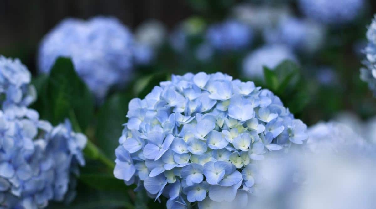 Nikko Blue Hydrangeas