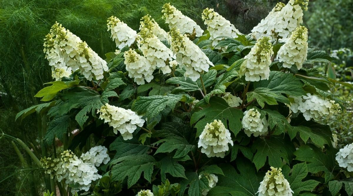 Oakleaf Hydrangea