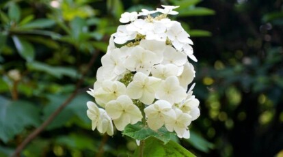 Oakleaf Hydrangea Overview