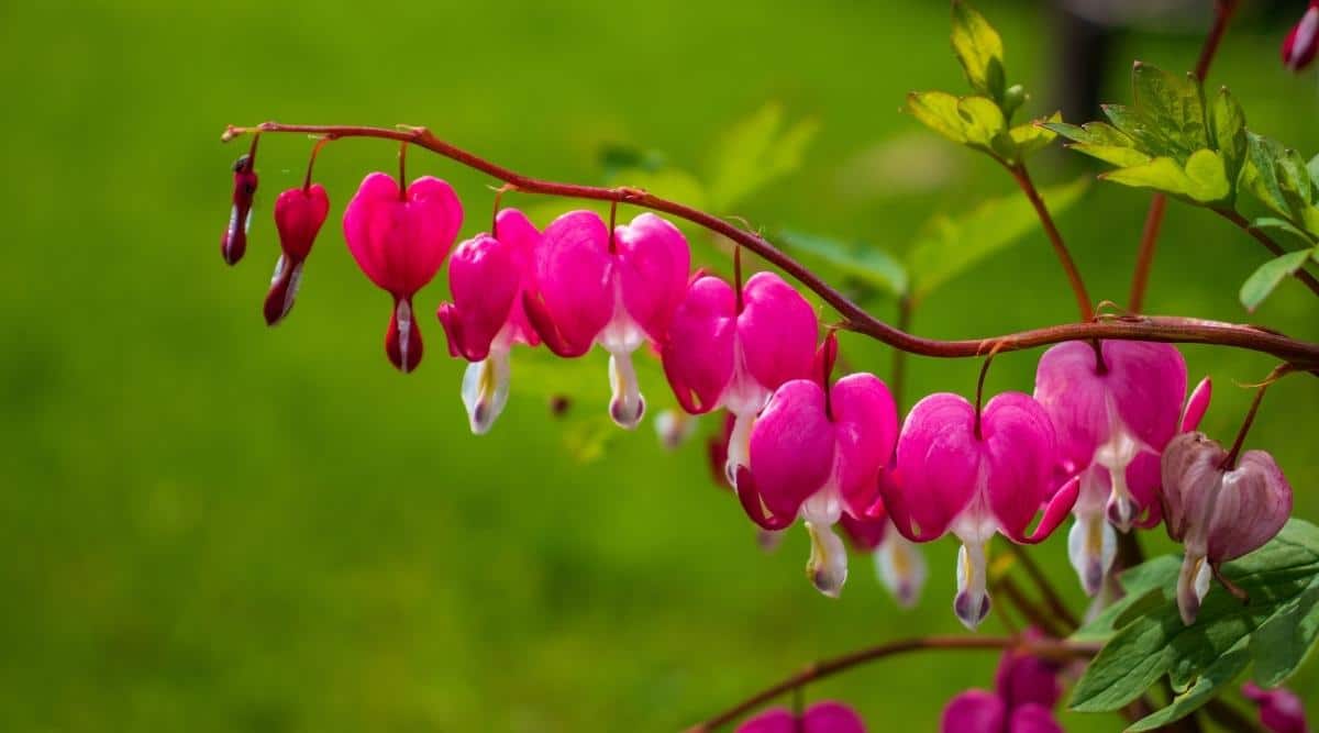 Close-up of a stem with blooming &lsquo;Old-Fashioned Bleeding Heart&rsquo; flowers. Heart-shaped pink flowers with a white-pink tear underneath, hanging in a row on a curved stem. They are surrounded by green foliage. The green background is blurred.