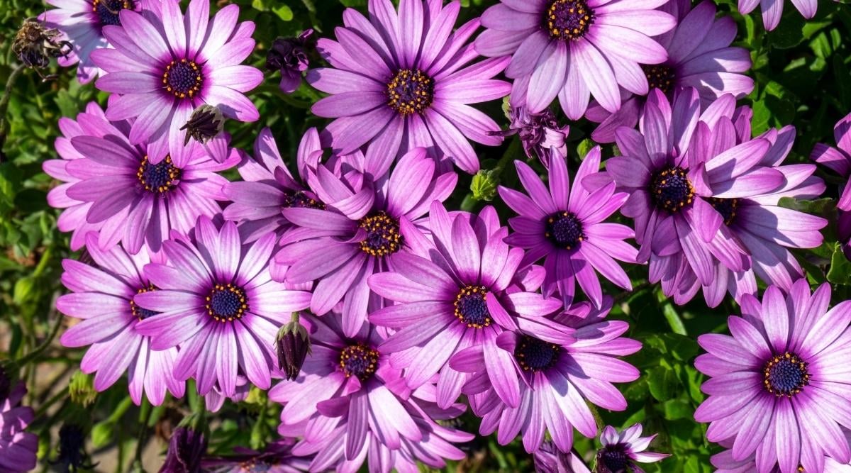 15 Drought Tolerant Annual Flowers For Dry Climate Gardens
