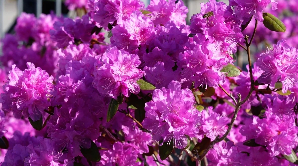 Close-up of blooming rounded clusters of bright purple flowers of rhododendron PJM Elite. The flowers are small, bell-shaped, with slightly wavy edges and long prominent pink stamens. The leaves are lanceolate, dark green, leathery.