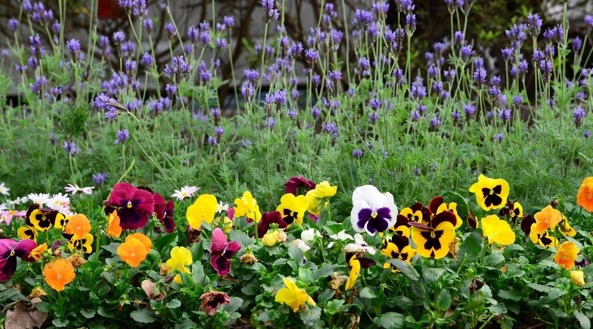 Pansies planting in border