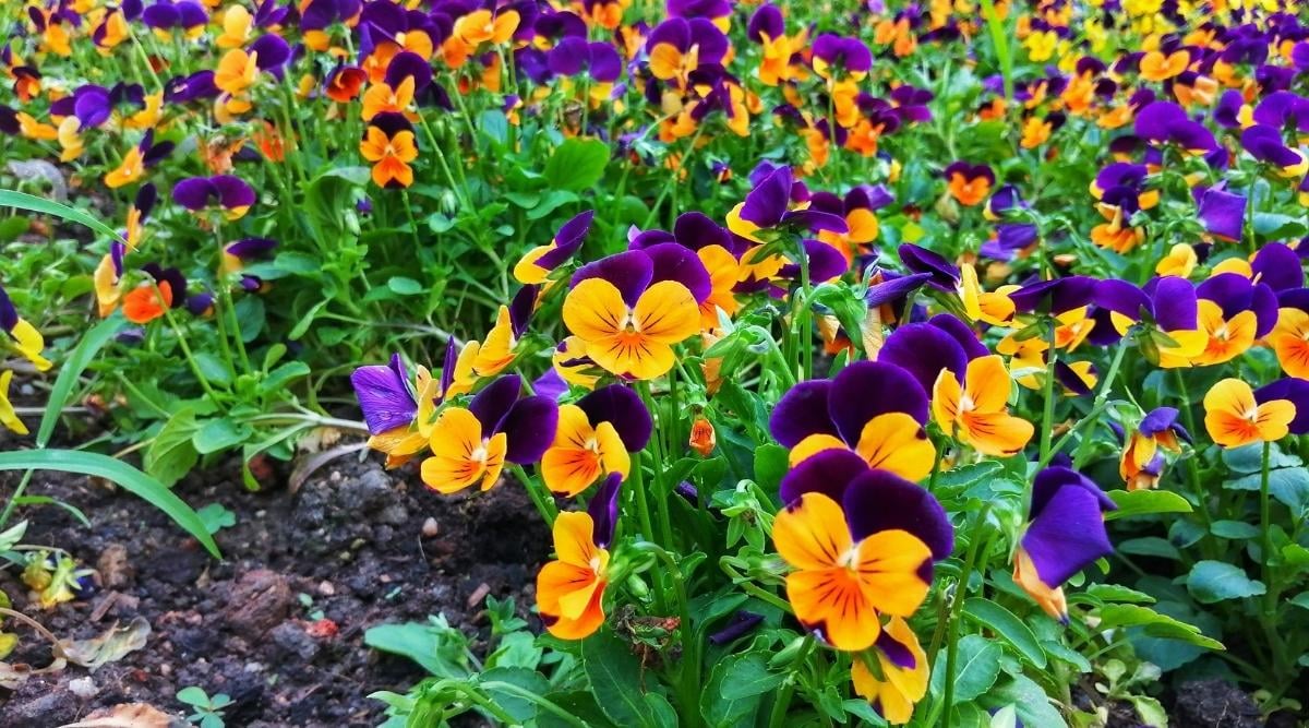 Pansy flowering bed in the garden