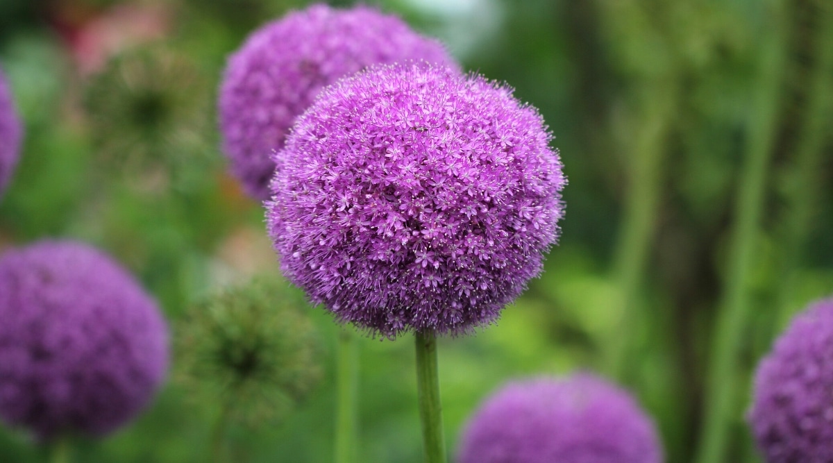 Close-up of a flowering head of &lsquo;Party Balloons&rsquo; allium against a blurred background of a green garden with alliums in bloom. The globular flower inflorescence consists of densely spaced bright purple star-shaped flowers with white centers and prominent white stamens.