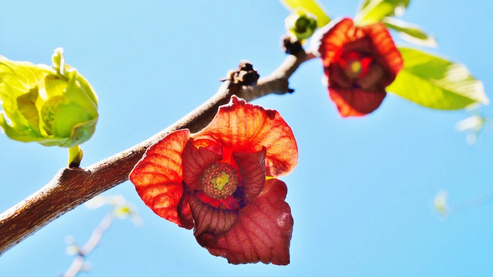 Fall Flowers To Plant In Tennessee Best Flower Site