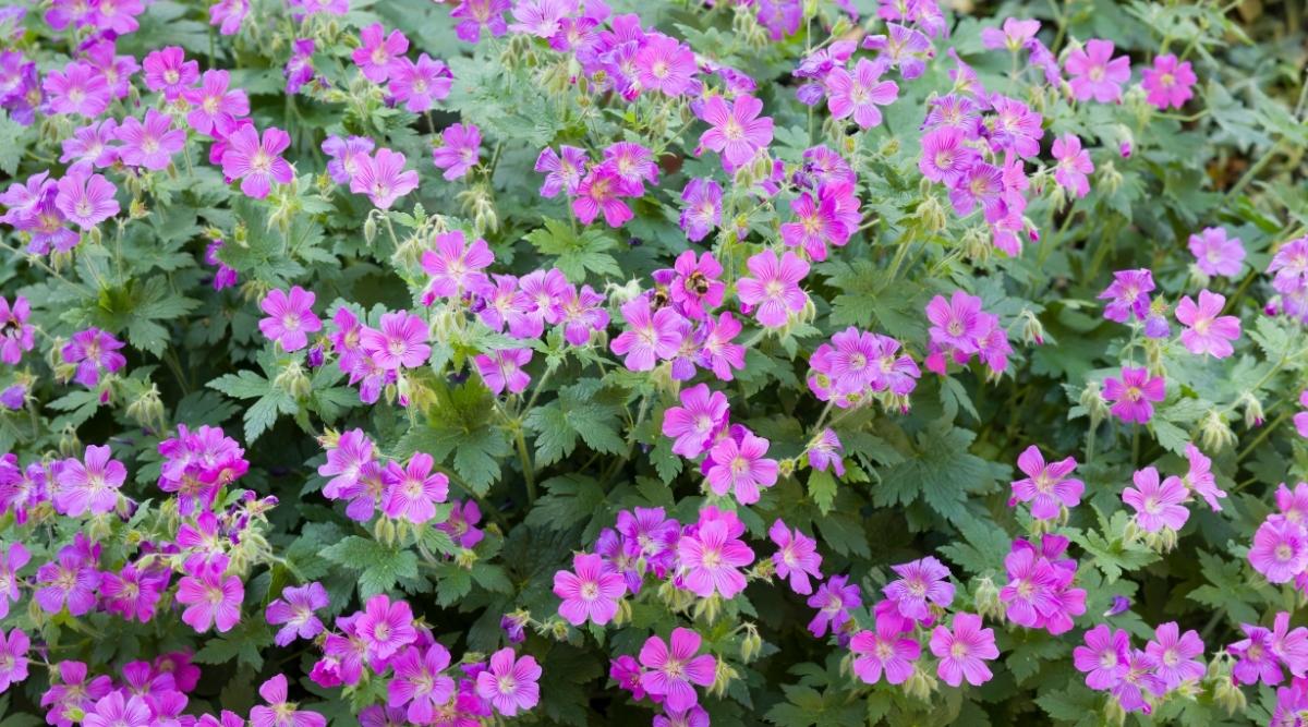 Perennial Geranium