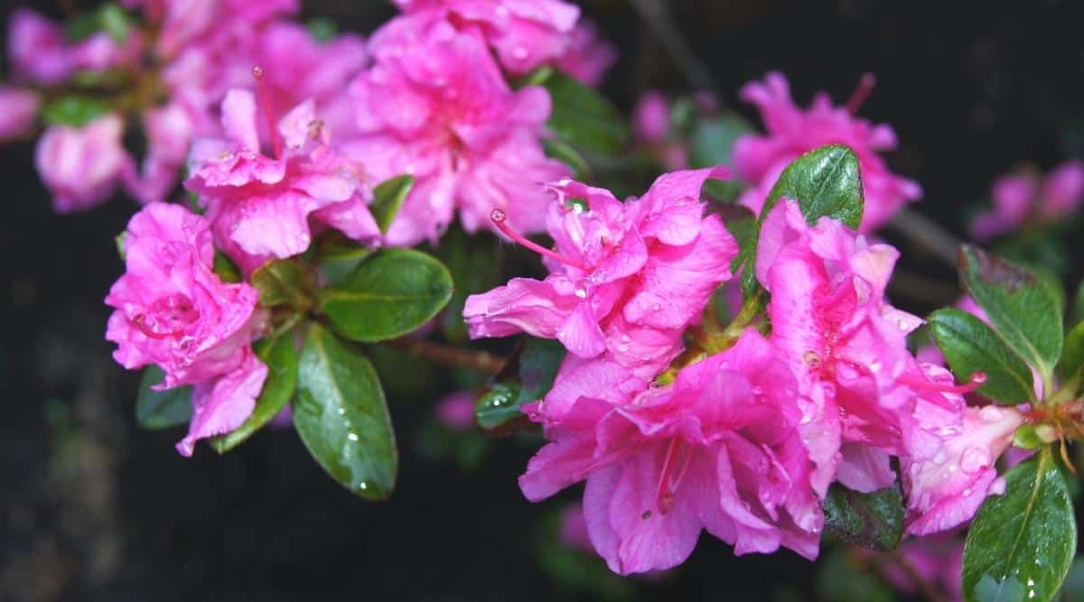 Close-up of a flowering branch of the Perfecto Mundo Double Purple azalea covered with raindrops. The flowers are double, deep purple with dark pink freckles on some petals, the petals have wavy edges. Elliptical dark green leaves surround the flower buds.