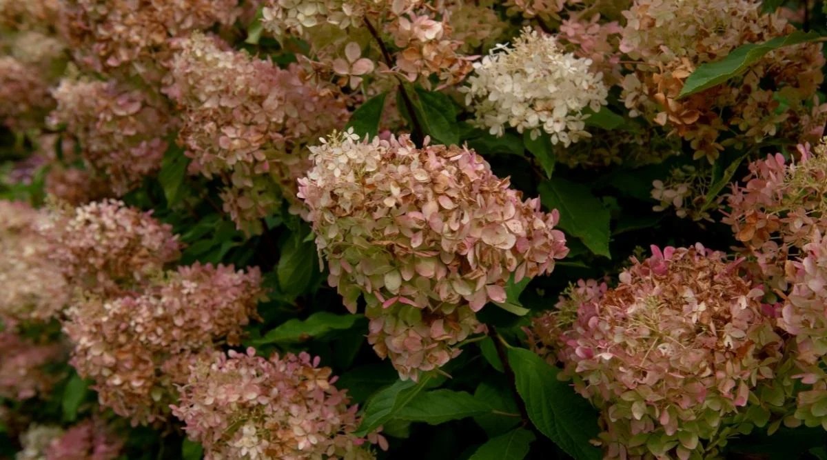 Phantom Hydrangeas