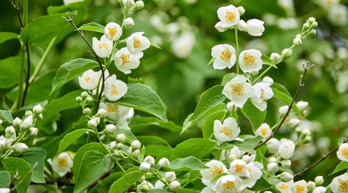Close-up of a flowering Philadelphus pubescens bush. The bush has bright green oval leaves with jagged edges and showy cup-shaped flowers with four petals. Long golden stamens stick out in the center of each flower.