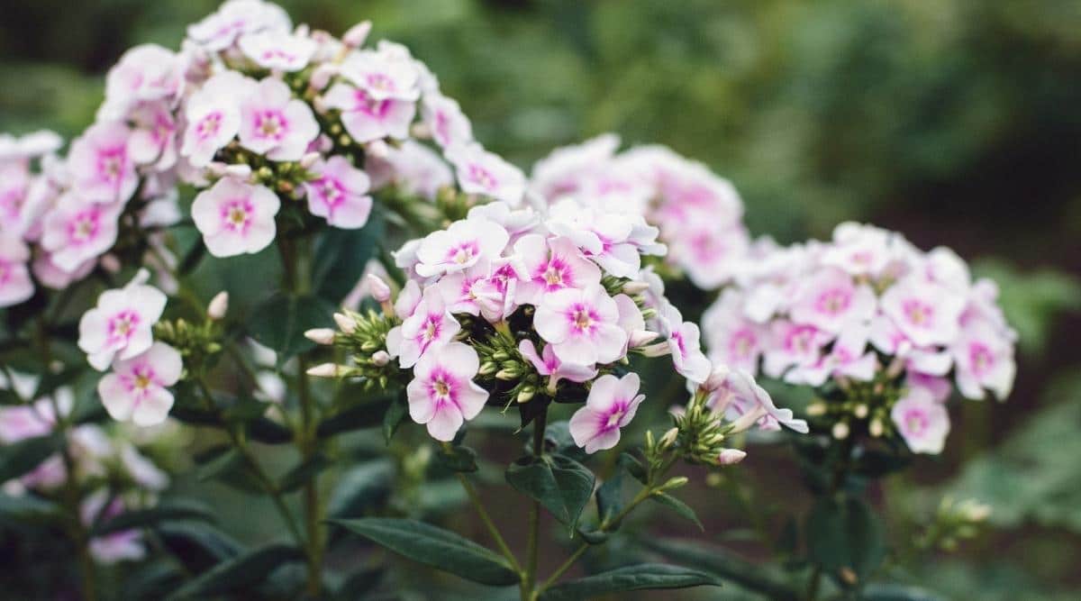 Close up of two tall flower stalks that have a cluster of small, light pink flowers growing in a dome shape on the top of each stalk.