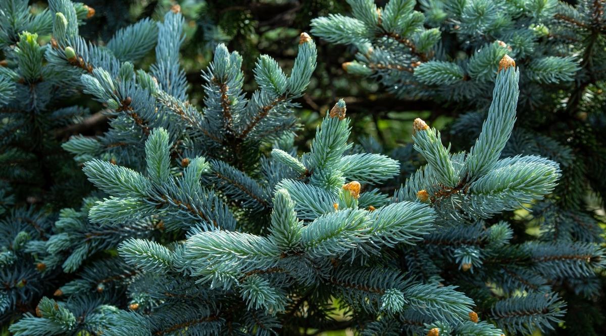 17 Shade Tolerant Evergreen Trees For Shady Garden Spaces