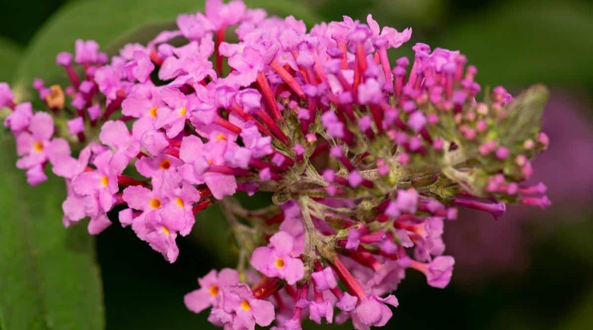 Pink Delight Buddleja davidii (spelling variant Buddleia davidii), also called summer lilac, or orange eye, is a species of flowering plant in the family Scrophulariaceae.