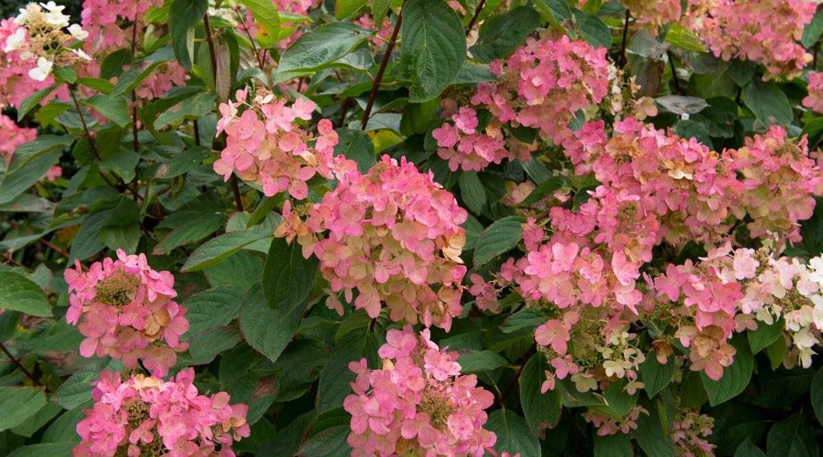 Pink Diamond Hydrangeas
