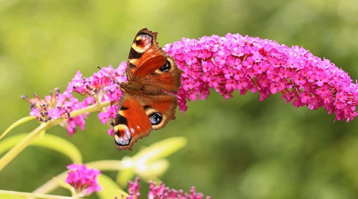 A close-up of a gorgeous butterfly with spread wings perched on a ‘Pink Micro Chip’ variety of shrub. The butterfly has dark orange wings fading to brown closer to the body. The edges of the wings are light brown with black-yellow-orange spots on the edges of the wings that resemble eyes. Small flowers of bright pink color with orange eyes are collected in clusters. The background is blurry green.