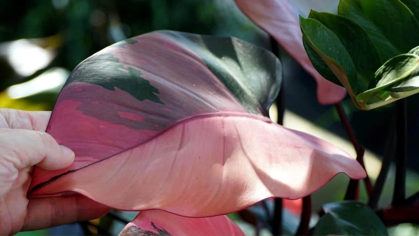 Pink Princess Philodendron