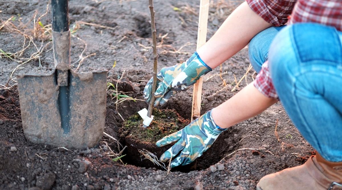 A young woman in camouflage gardening gloves, jeans, a plaid shirt and brown boots is planting a fruit tree in the ground. It&rsquo;s being placed in a larger hole that&rsquo;s almost twice the size of the pot it was in. The gardener is planting in the early spring. An old garden shovel is stuck in the ground next to the tree planting site.