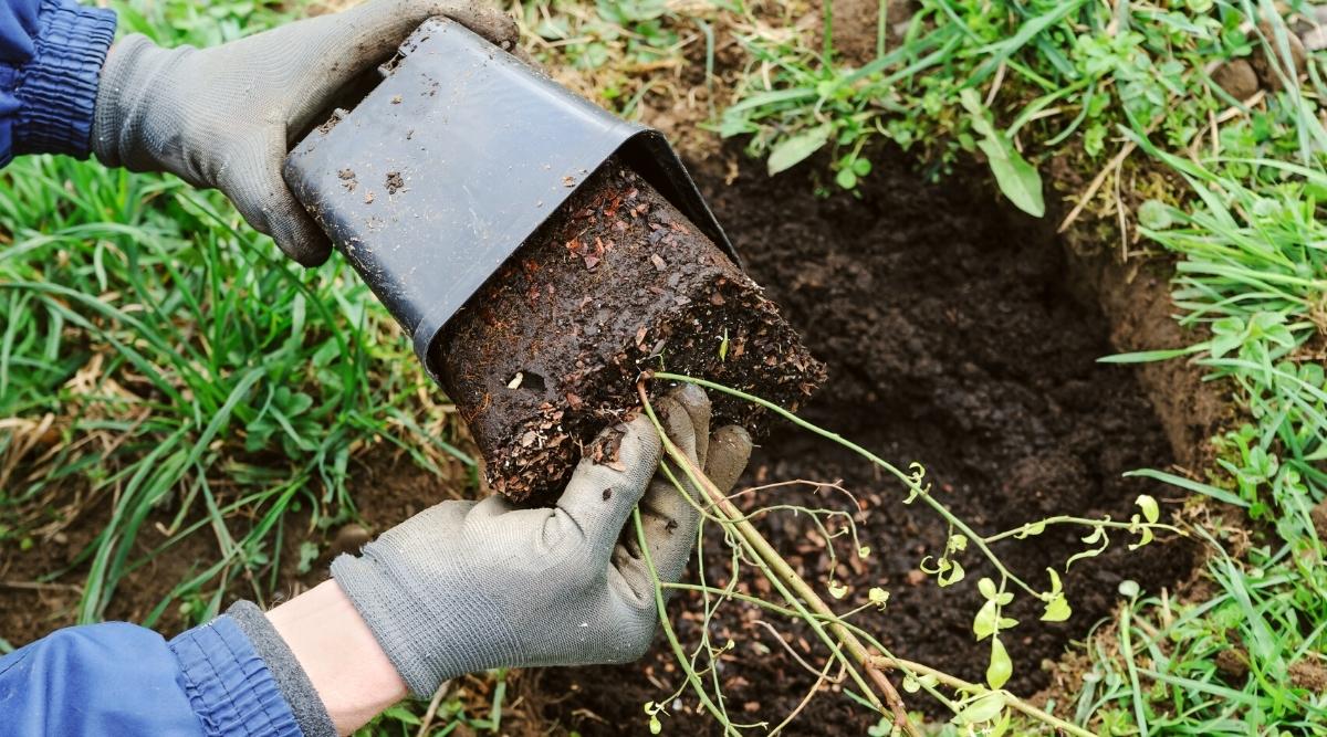 A gardener planting bushes in a small hole that is about one foot deep by one foot in width and height. The gardener is wearing gray cloth gloves, and is pulling the plant out of a black plastic pot.