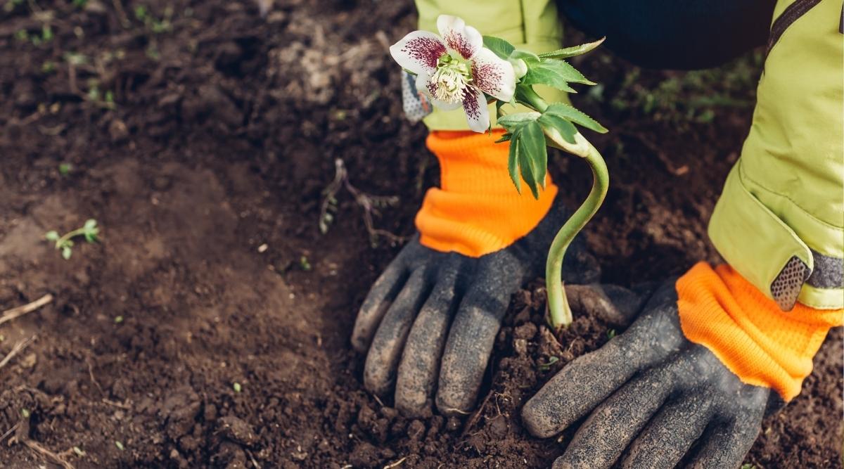 Planting hellebores flowers in spring garden
