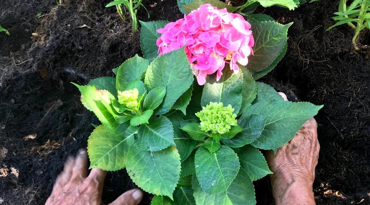 Planting hydrangeas