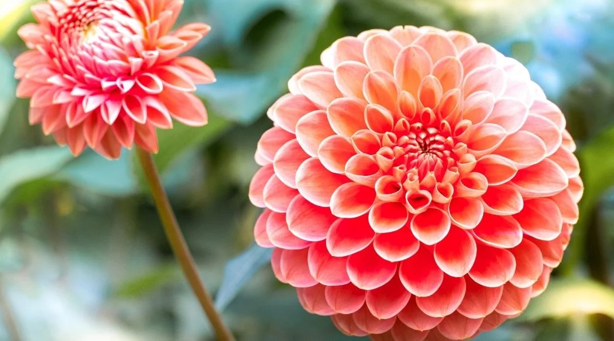 Do Dahlias Like Full Sun, Partial Shade, or Fullly Shaded Areas?
