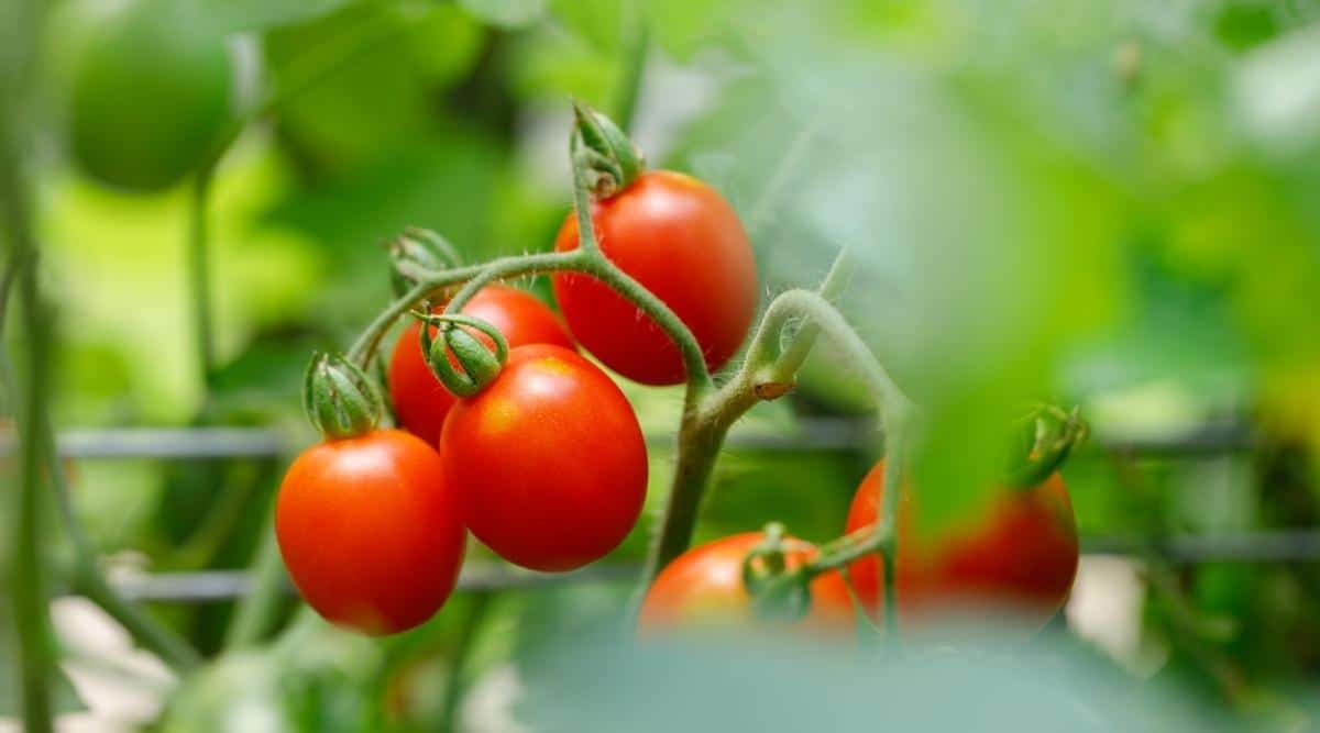 Close-up of the ripe fruits of the Principe Borghese tomato against a blurred green leafy background. A bunch of small, oval fruits of bright red color with thin skin and fleshy pulp grows on a bush.
