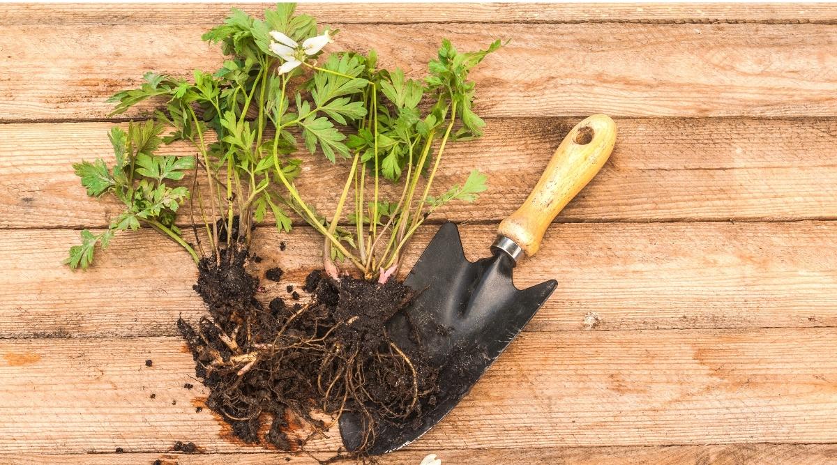 A young Lamprocapnos spectabilis plant with bare roots in the soil is ready for planting in the garden. The plant has green pinnately dissected green leaves and a couple of white flowers. A garden black shovel with a wooden handle lies next to plants on a wooden table.
