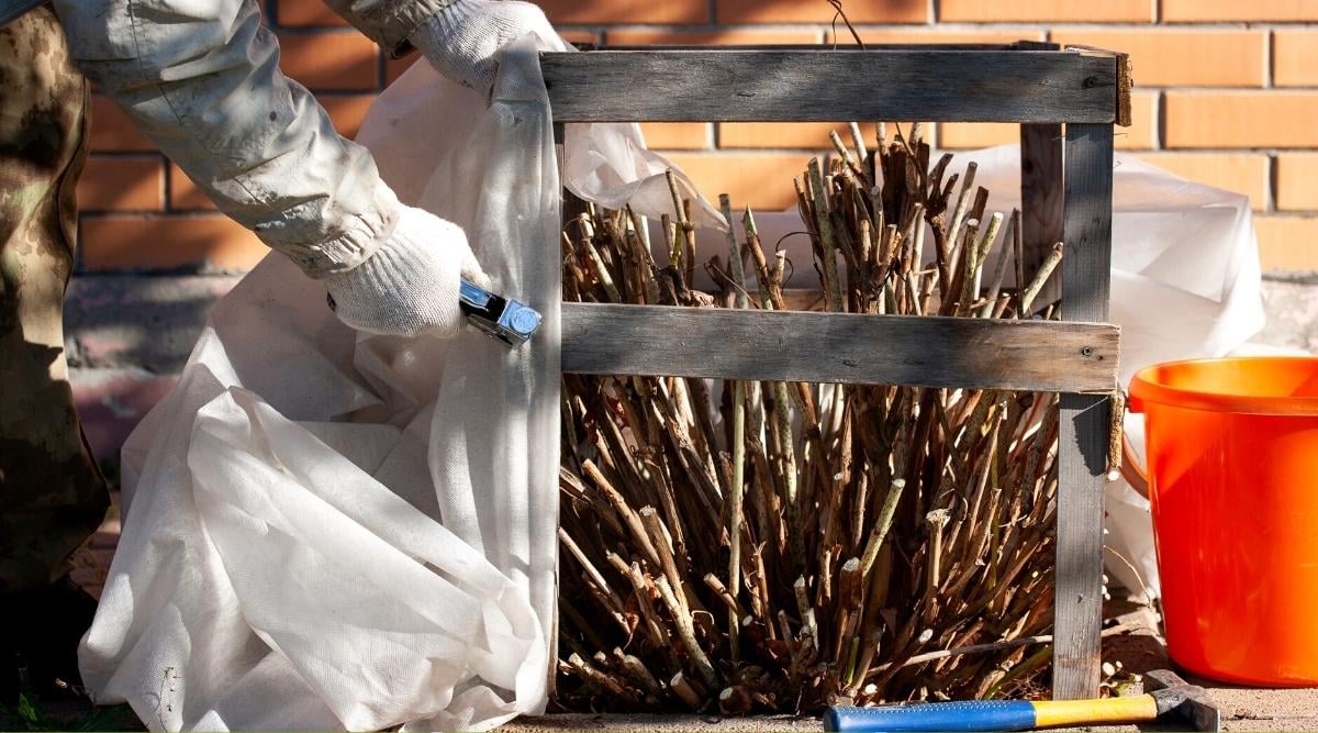 Protecting hydrangeas from frost