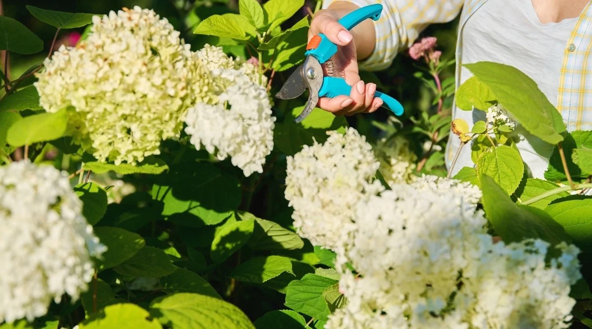 How to Plant, Grow and Care For 'Annabelle' Hydrangea