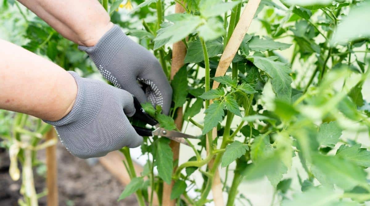 Pruning indeterminate plant