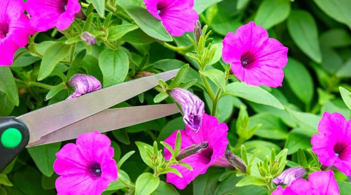 Close-up of scissors pruning a withered flower on a blooming pink petunia bush surrounded by bright green, oval, hairy, smooth-edged foliage. Flowers are solitary, large, and funnel-shaped with wavy edges.