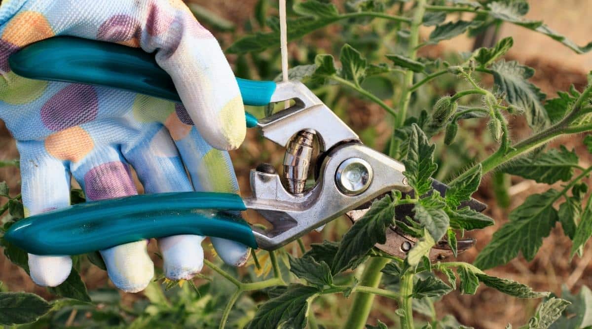 Pruning determinate plant