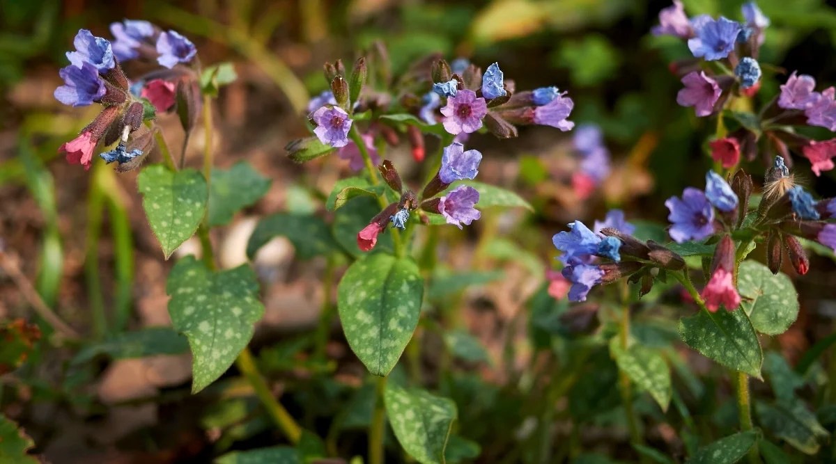 Flower stem with several small pink and purple flowers blooming from buds and long pointed leaves, with some white spots on it.