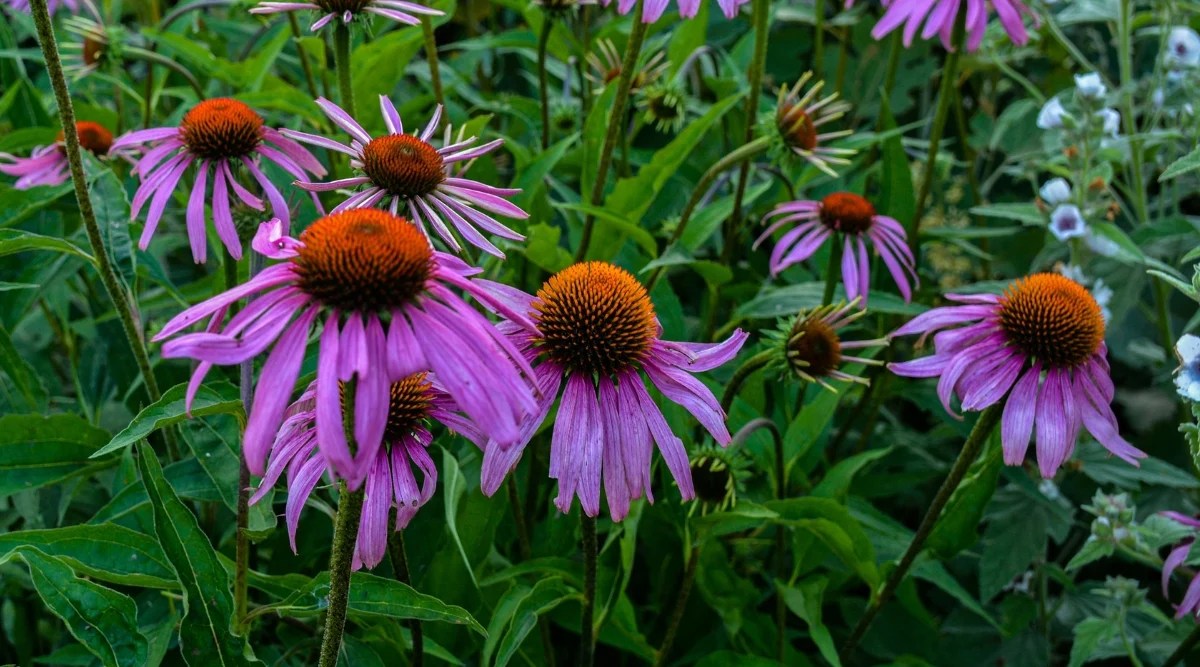Close up of large flowers with showy, pinkish purple petals, with prominent, dome shaped reddish-orange centers.