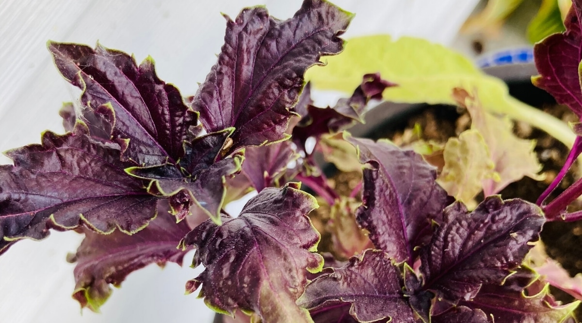 Purple Ruffles Basil