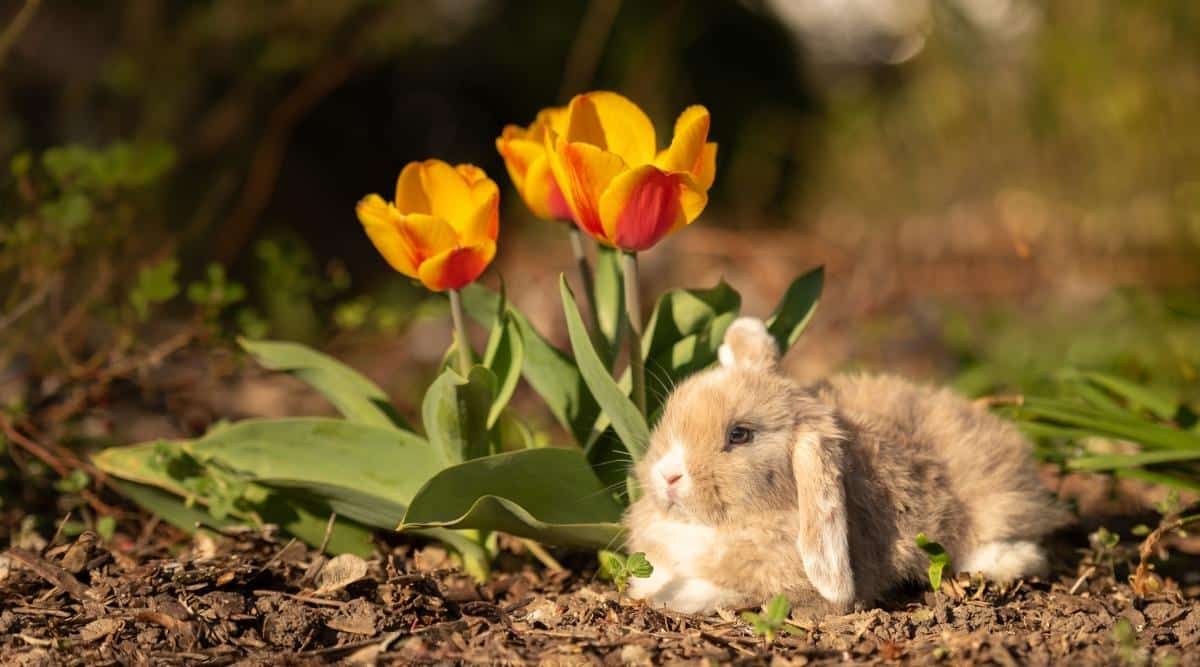 How to Plant, Grow and Care For Tulips