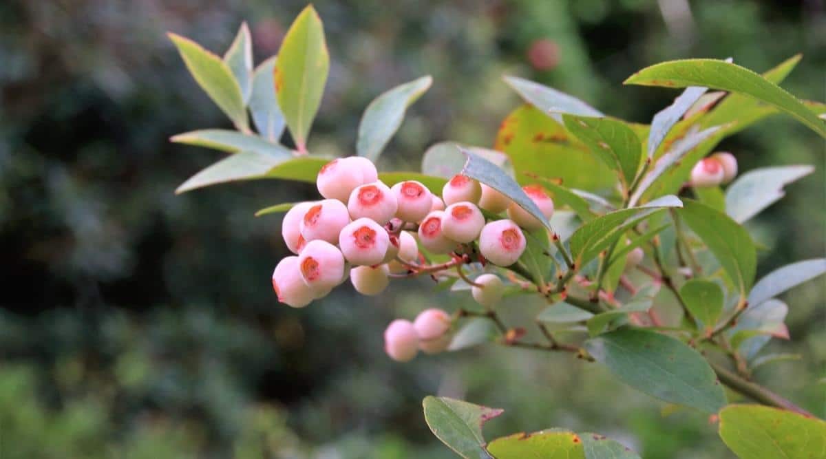 An image of a Rabbiteye Blueberry growing in a garden. There is one branch of a shrub as the focal point of the picture. You can see the green leaves, surrounded by the early fruit that’s pink in color.