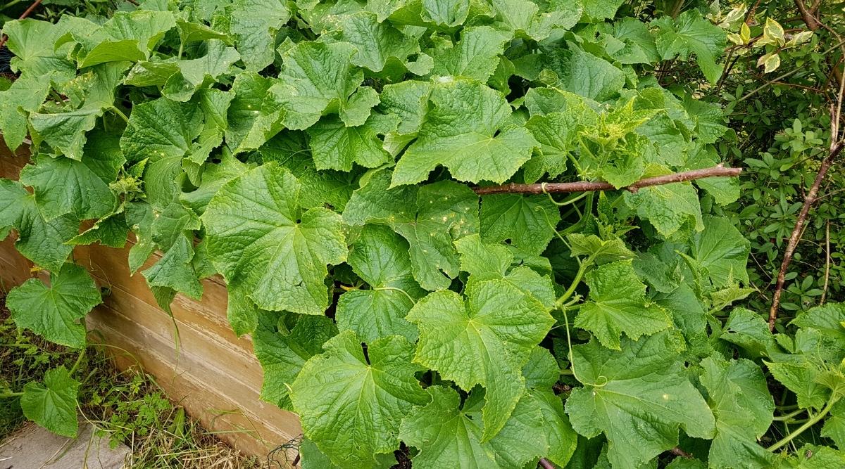 Raised bed with cucumbers