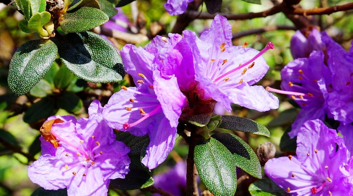 Close-up of a flowering rhododendron Ramapo bush in a sunny garden. The flowers are bell-shaped, bright purple, with prominent white-violet stamens and orange anthers. The leaves are large, leathery, broadly elliptical, dark green with white dots on the surface.
