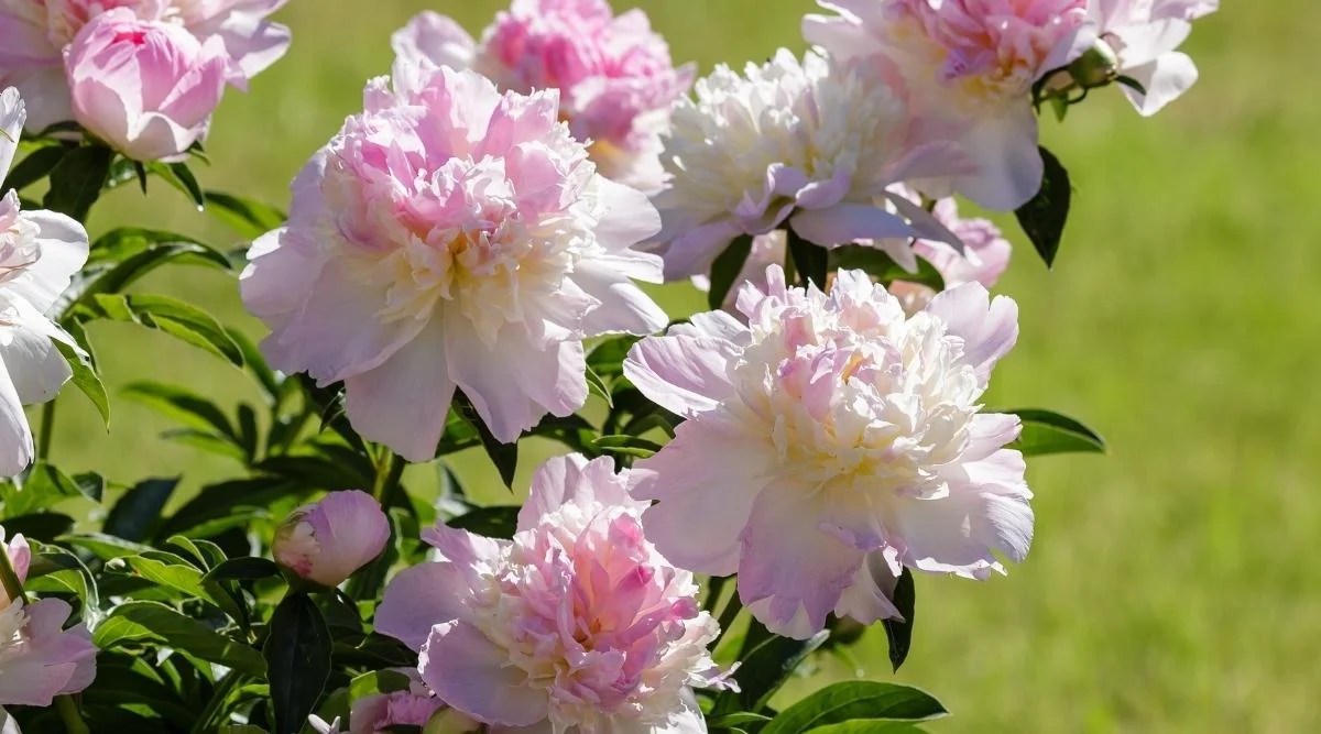 Close-up of blooming &lsquo;Raspberry Sundae&rsquo; peonies in a sunny garden. The flowers are large, double, and consist of light pink outer petals, then a layer of fluffy buttery yellow petals and ends with a fluffy light pink center.