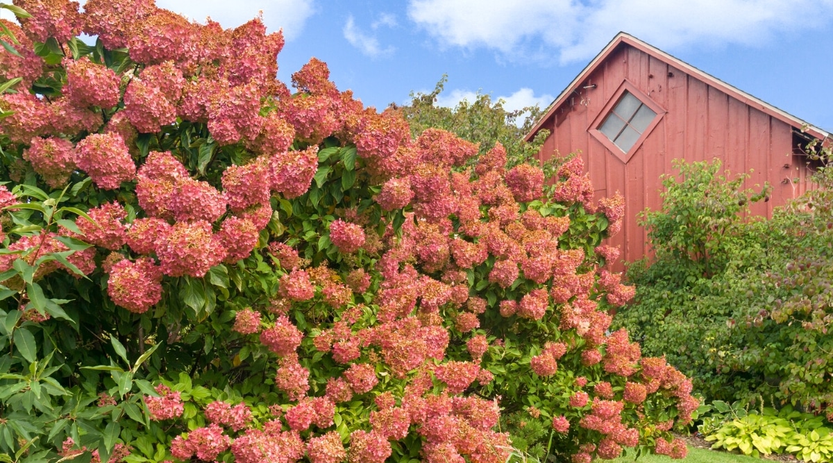 11 Tips For Growing Hydrangeas as Hedges