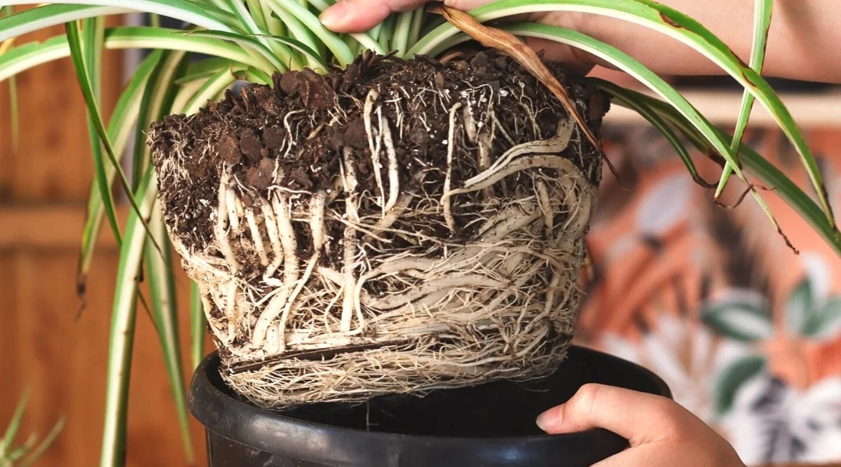 How to Repot Spider Plants in 5 Easy Steps
