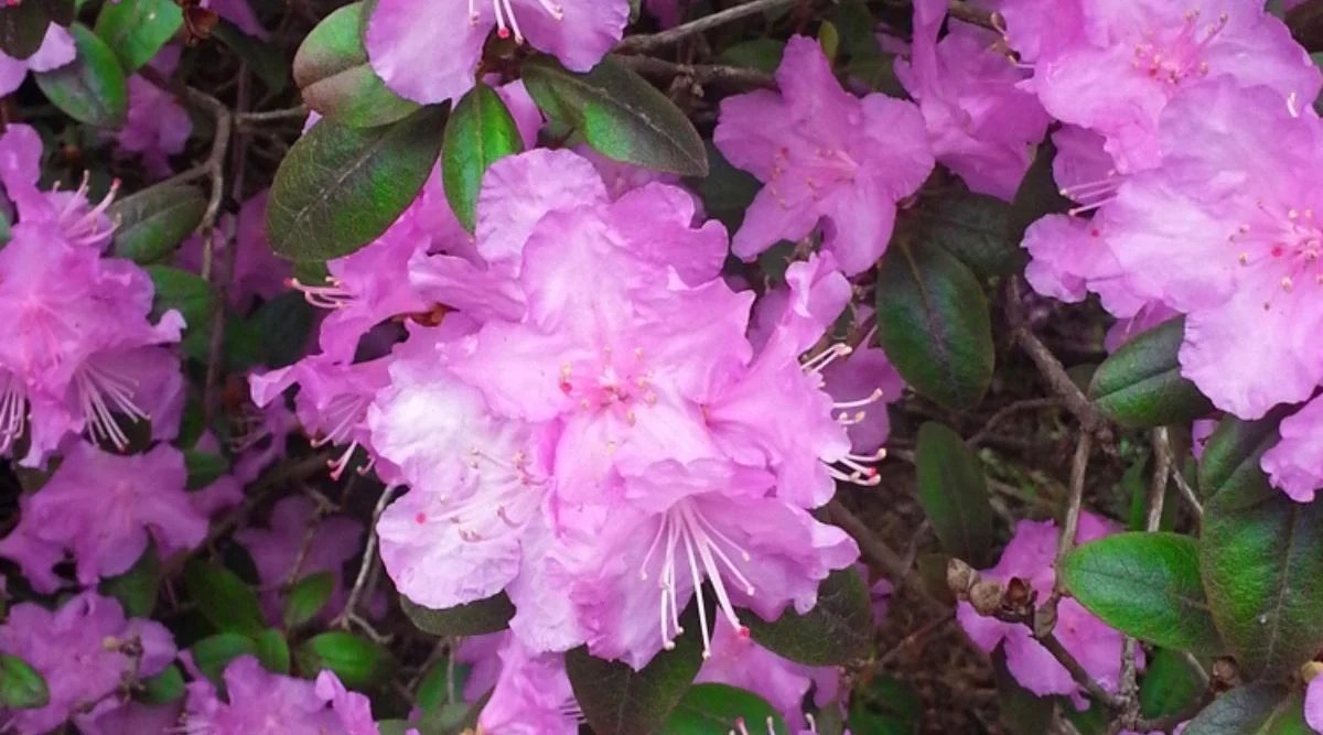 Rhododendron ‘PJM’