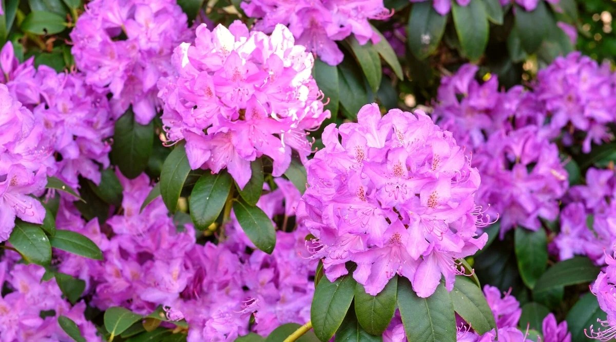 Are Coffee Grounds Good or Bad for Rhododendrons and Azaleas?