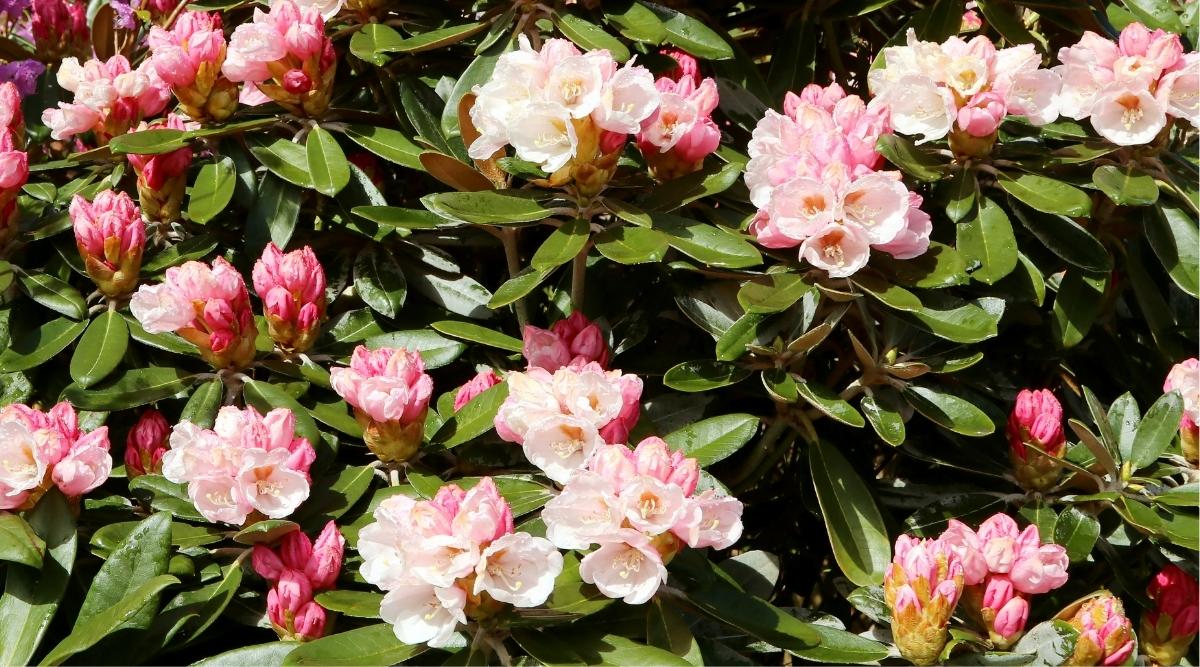 Rhododendron x ‘Yaku Princess’