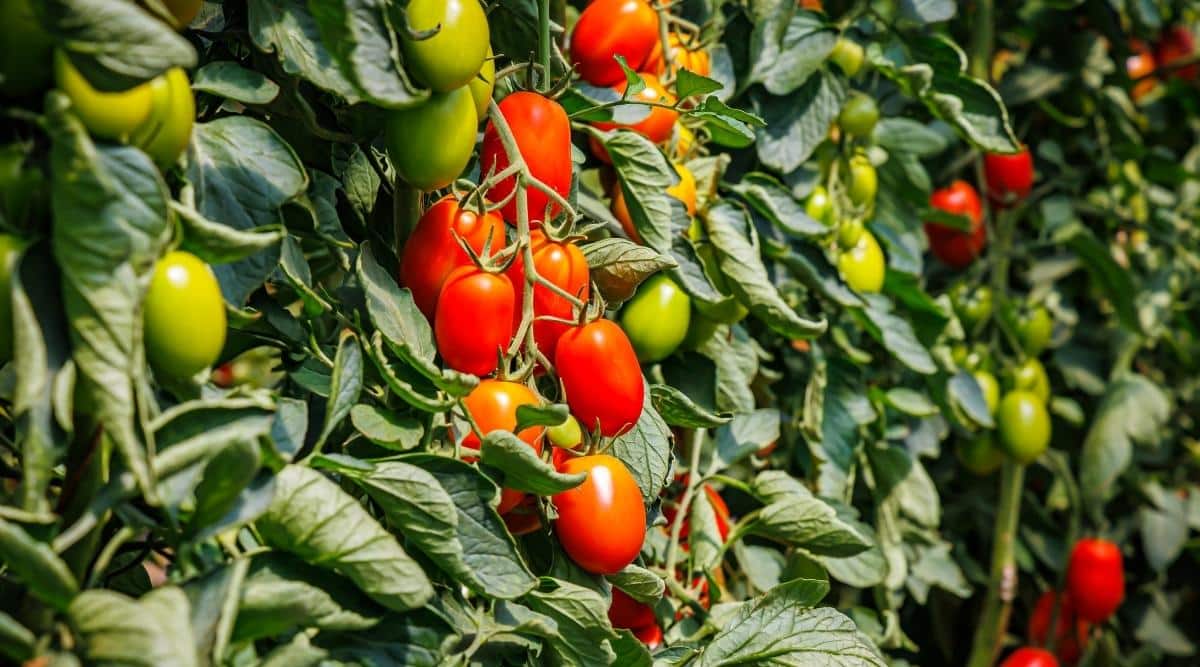 Roma Variety in Garden