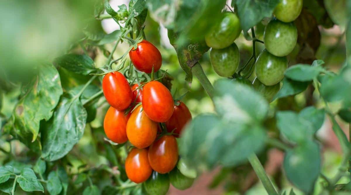 Close-up of several lush tomato &lsquo;Roma&rsquo; bushes in a sunny garden. Bush has long clusters of small, oblong, plum-shaped fruits of bright red color.