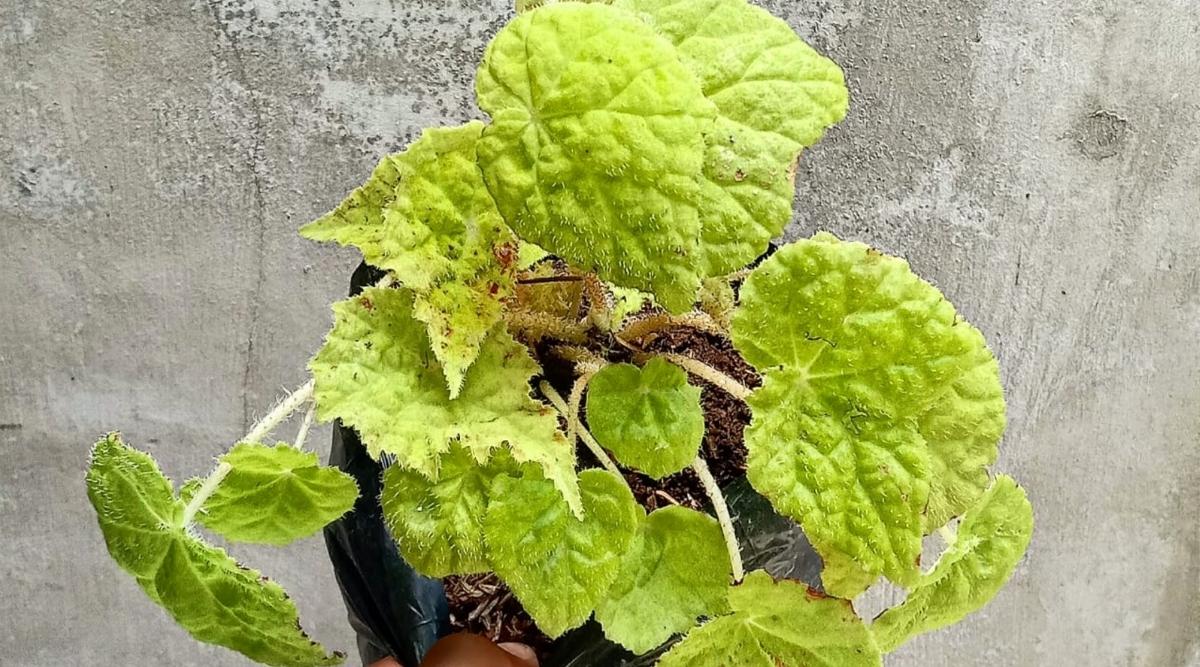 Close-up of a female hand holding a neon begonia against a gray wall. Begonia has bright green heart-shaped leaves, asymmetrical on white-brown stems. Some leaves have brown spots on the surface.